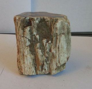 Polished Petrified Wood Branch with Bark 3 
