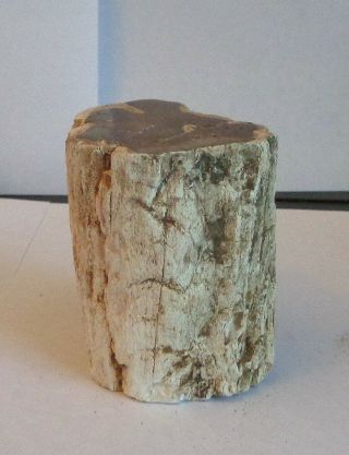 Polished Petrified Wood Branch with Bark 3 