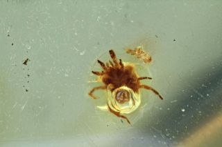 Burmese Amber,  Fossil Insect Inclusion,  Acari (mite)