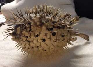 Dried Porcupine Pufferfish Blowfish Taxidermy Nautical Ocean Beach Sea Decor