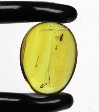 Burmese Amber,  Fossil Insect Inclusion,  Hymenoptera (wasp)