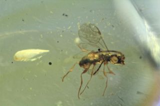 Burmese Amber,  Fossil Insect Inclusion,  Hymenoptera (Wasp) 2