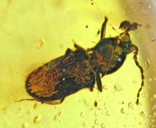 Burmese Amber,  Insect Inclusion,  Coleoptera (beetle)