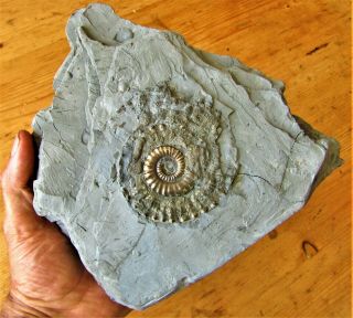 Rare Big Golden Pyrite Ammonite In Shale Crucilobiceras Jurassic Fossil