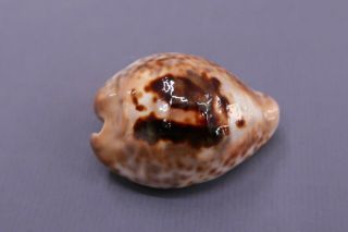 Cypraea Teulerei - Oman 51.  9 Mm Gem - Z1692