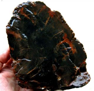 Rle Petrified Wood Utah Agatized 6 " X 4.  5 " X 2.  5 " Fossil 3.  60 Lbs.