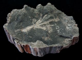 HENRY MOUNTAINS UTAH; ALL NATURAL ARAUCARIACEAE FAMILY FULL ROUND Petrified Wood 2
