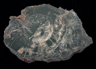 Araucariaceae Family - White Canyon,  San Juan County,  Ut Polished Petrified Wood