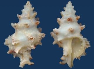 Shell Murex Nodulifera L Seashell