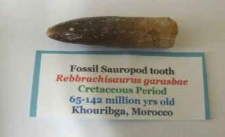 A Rare 1.  55 " Rebbrachisasaurus Dinosaur Tooth Fossil Tooth No Repairs 32