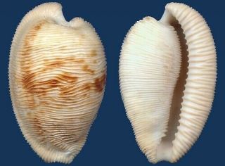Shell Cypraea Capensis Seashell