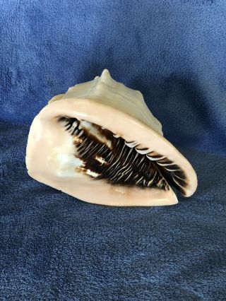 Large Queen Horned Cassis Cormuta Conch Shell Tiger Stripe 2 1/2 Lbs