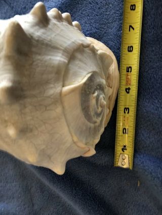 LARGE QUEEN HORNED CASSIS CORMUTA CONCH SHELL TIGER STRIPE 2 1/2 LBS 7
