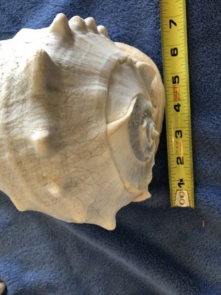 LARGE QUEEN HORNED CASSIS CORMUTA CONCH SHELL TIGER STRIPE 2 1/2 LBS 8