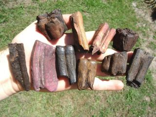 10 Fossil Horse And Bison Teeth Florida Fossils Tooth Jaw Bones Equus Ice Age Fl