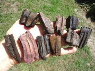 10 FOSSIL HORSE AND BISON TEETH FLORIDA FOSSILS TOOTH JAW BONES EQUUS ICE AGE FL 3