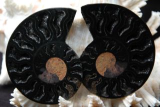 1888 Cut Split Pair Ammonite Deep Crystal Cavity 110myo Fossil 65mm Large 2.  7 "