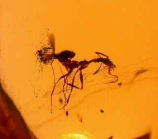 Worker Ant With Spines In Authentic Dominican Amber Fossil Gem Cabochon