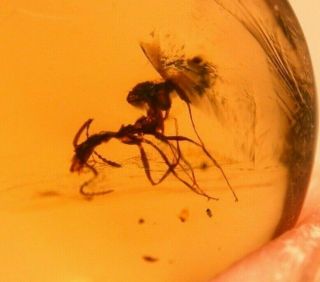 Worker Ant with Spines in Authentic Dominican Amber Fossil Gem Cabochon 2