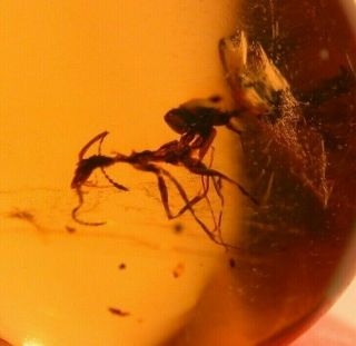 Worker Ant with Spines in Authentic Dominican Amber Fossil Gem Cabochon 3