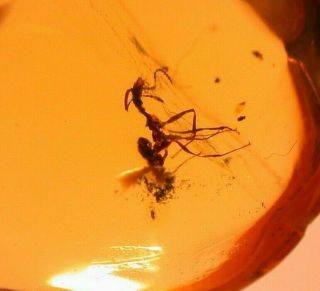Worker Ant with Spines in Authentic Dominican Amber Fossil Gem Cabochon 4