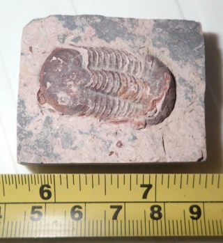 Fossil Brownish Trilobite Ductina Vietnamica 33x18 Mm 57.  7 Gram