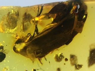 Two Strangely Beetles Burmite Cretaceous Amber Fossil Dinosaurs Era