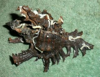 Rfm 63228 Puerto Rico Murex Chicoreus Brevifrons Lamarck 1822 83.  1mm Found At 2