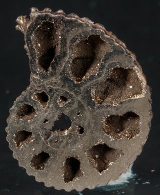 Polished Pyrite Ammonite Fossil Jurassic 21 Mm Pyritized Pendant 2527p - Russia