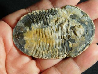 A Huge 100 Natural Asaphiscus Trilobite Fossil Found In Utah 4.  32gr F E