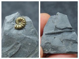 Amaltheus Ammonite Crinoide Fossil Natural Pyrite Jurassic Pliensbach