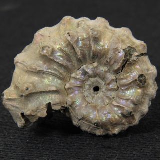 1.  0in (2.  5cm) Nacre Pyrite Ammonite Kosmoceras Pollux Jurassic Callovian Russia