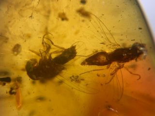 3 Big Unique Flies Burmite Myanmar Burmese Amber Insect Fossil From Dinosaur Age