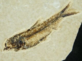 A Small 100 Natural 50 Million Year Old Aaa Fossil Fish From Wyoming 87.  1gr