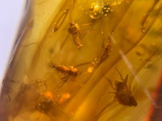 10 Unique Unknown Flies Burmite Myanmar Burmese Amber Insect Fossil Dinosaur Age