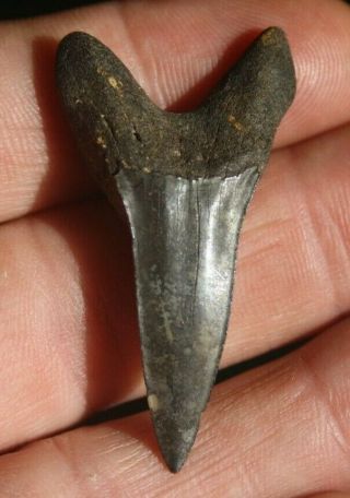 Fossil Mako Shark Tooth 1 13/16 " Suwannee River Florida Isurus Praecursor Eocene