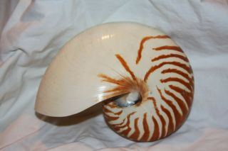 Vintage Large 6.  5 " Tiger Nautilus Shell Nautilus Ocean Decor