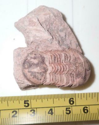 Fossil Brownish Trilobite Ductina Vietnamica 39x22 Mm 26.  1 Gram