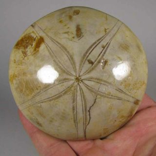 3.  4 " Polished Fossil Sea Urchin Jurassic Period - Sakaraha,  Madagascar
