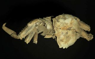 153 Mm Female Fossil Crab,  “macrompthalus Latrielli” From Queensland
