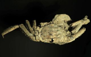 153 mm FEMALE FOSSIL CRAB,  “macrompthalus latrielli” FROM QUEENSLAND 2