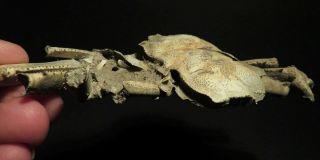 153 mm FEMALE FOSSIL CRAB,  “macrompthalus latrielli” FROM QUEENSLAND 3