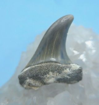 Interesting Aurora Fossil Isurus Hastalis Mako (megalodon Shark Era) Shark Tooth