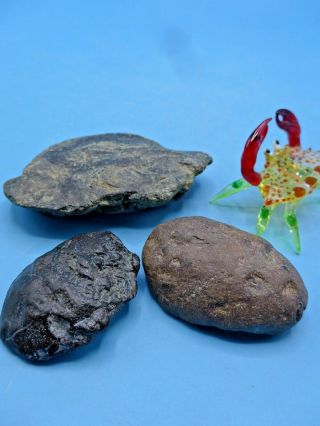 A Unique Set Of 3 Fossil Crabs.  Miocene (10 - 15 Myo).  Megalodon Shark Era