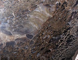 Polished Agatized Jurassic 10.  8 End Cut Fossil Dinosaur Gem Bone