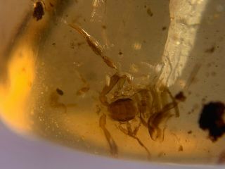 Uncommon Pseudoscorpion Skin Burmite Myanmar Amber Insect Fossil Dinosaur Age