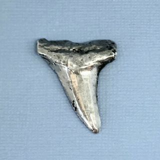 0.  38 Troy Oz.  99.  9 Silver Bullion Shark Tooth Rev Tye 