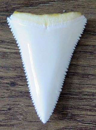 1.  564 " Lower Nature Modern Great White Shark Tooth (teeth)