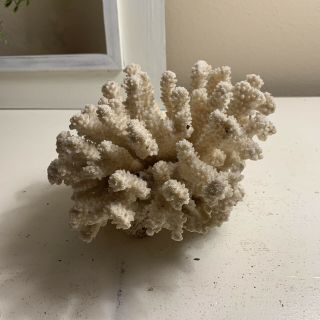 Natural Sea Coral Piece 7” X 6” X 5 1/2” 1.  9 Lb