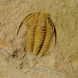 Fossils Trilobite Haniwa Longa,  Interest,  Cool M4
